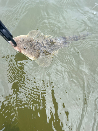 マゴチの釣果