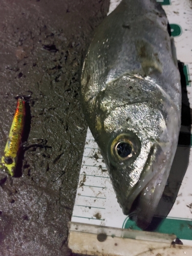 シーバスの釣果