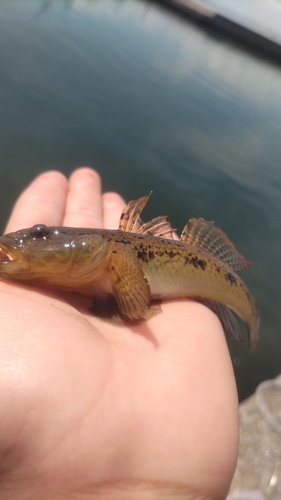 ハゼの釣果