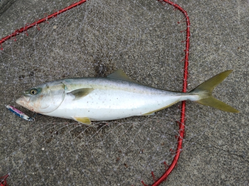 イナダの釣果