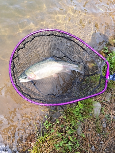 ニジマスの釣果