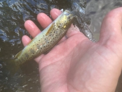 ブラウントラウトの釣果