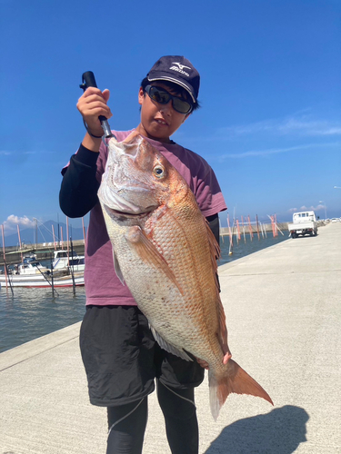 マダイの釣果