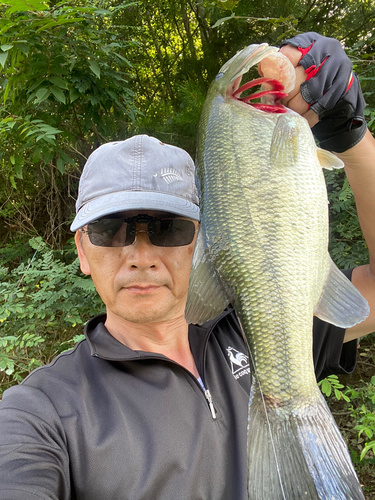 ブラックバスの釣果