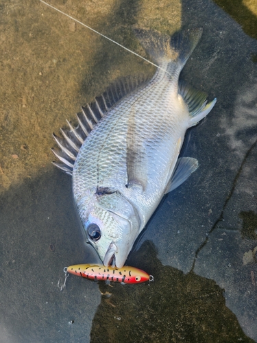 キビレの釣果