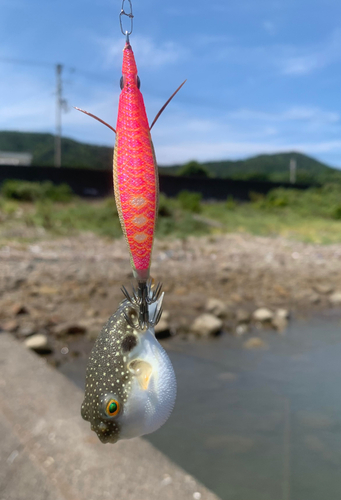 クサフグの釣果