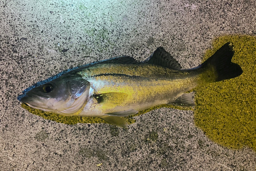 セイゴ（マルスズキ）の釣果