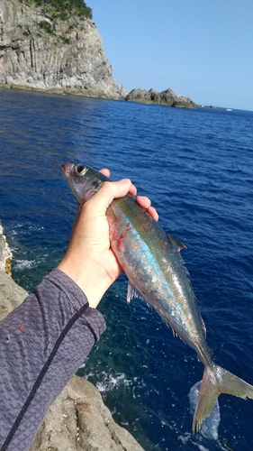 ムロアジの釣果