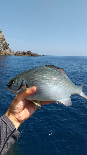 イスズミの釣果