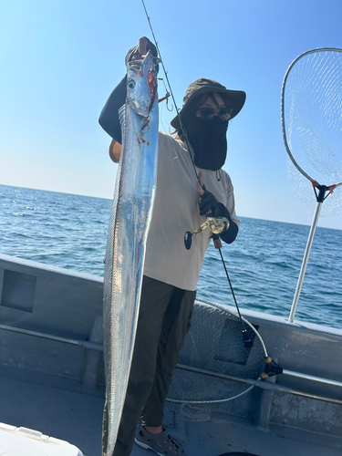 タチウオの釣果