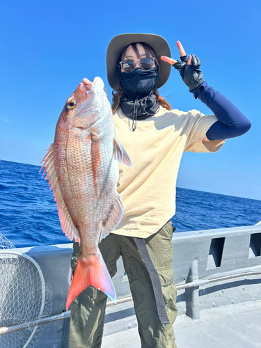 マダイの釣果