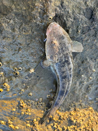 コチの釣果