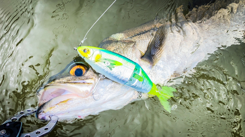 シーバスの釣果