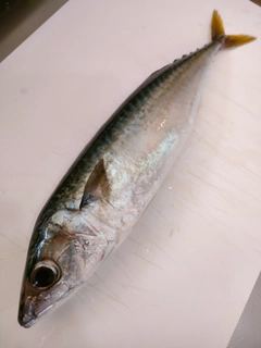 サバの釣果