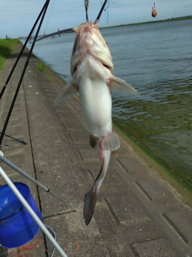 アメリカナマズの釣果