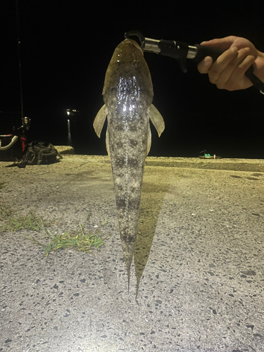 マゴチの釣果