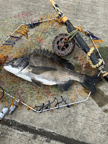 クロダイの釣果