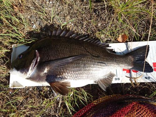 チヌの釣果