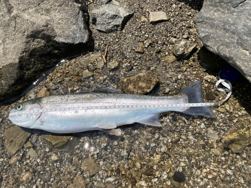 レインボートラウトの釣果