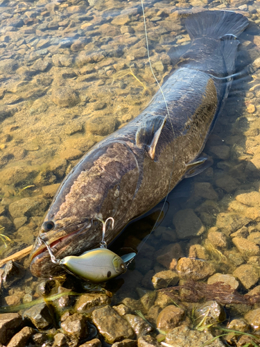 ライギョの釣果