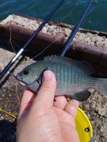 メジナの釣果