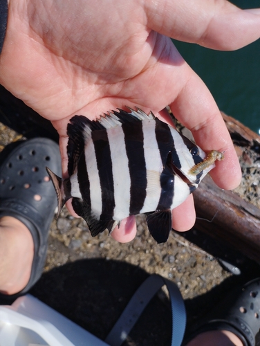 イシダイの釣果