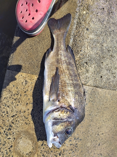 チヌの釣果