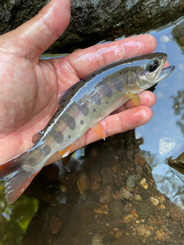 ヤマメの釣果