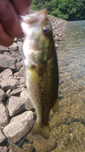 ラージマウスバスの釣果