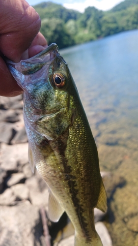 ラージマウスバスの釣果