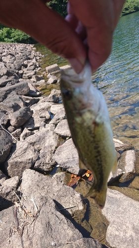 ラージマウスバスの釣果