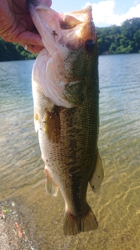 ラージマウスバスの釣果