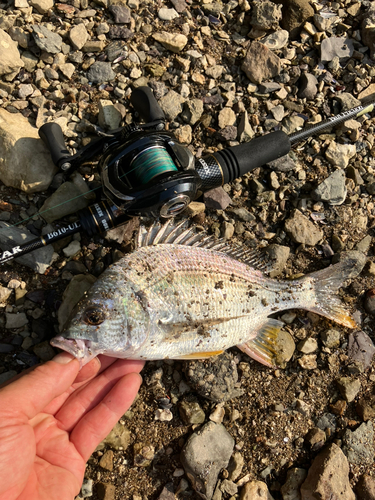 キビレの釣果