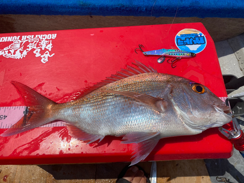 マダイの釣果