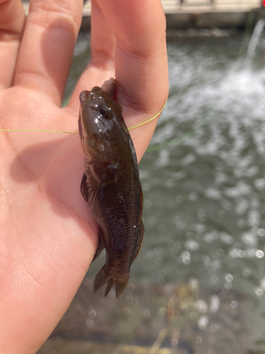 チチブの釣果