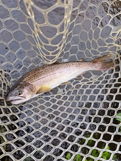 サクラマスの釣果