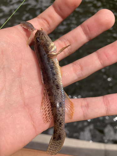 マハゼの釣果