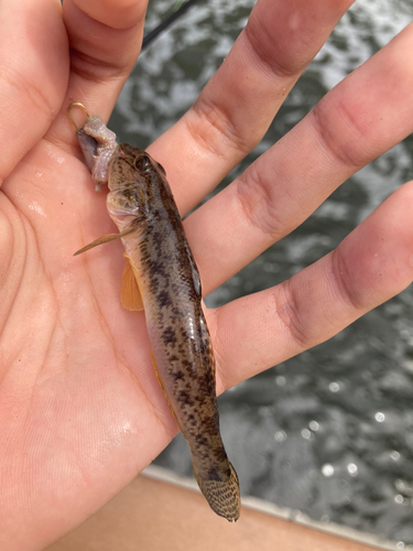 マハゼの釣果