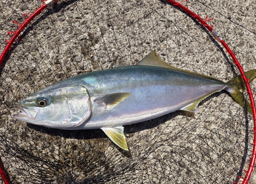 ハマチの釣果