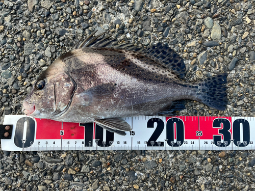 コショウダイの釣果