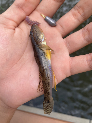 マハゼの釣果