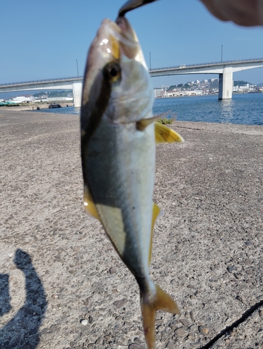 カンパチの釣果