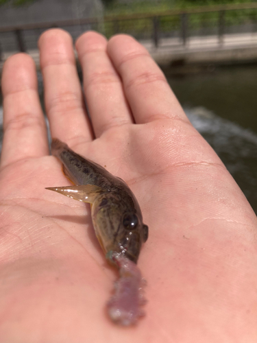 マハゼの釣果