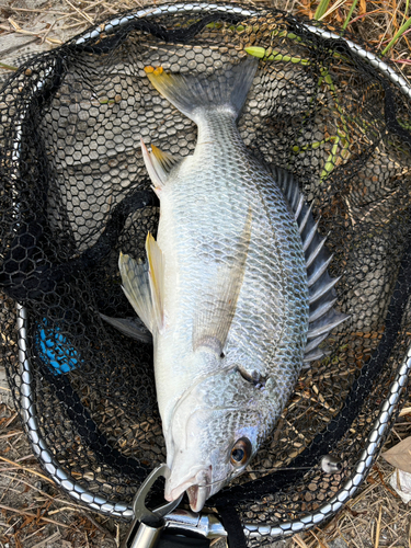 キビレの釣果