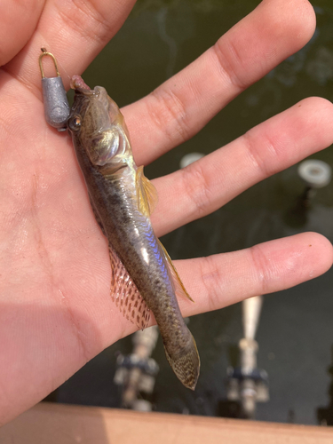 マハゼの釣果