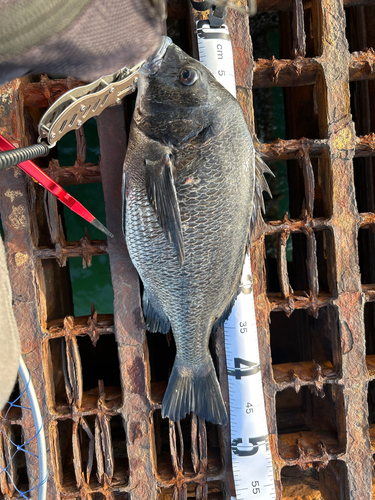 クロダイの釣果