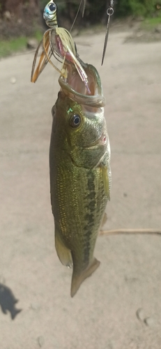 ラージマウスバスの釣果