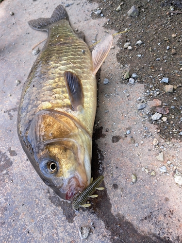 フナの釣果