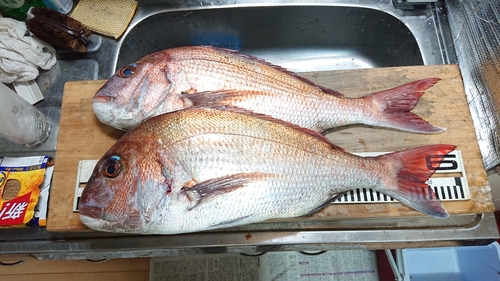 マダイの釣果