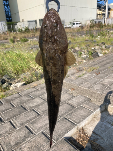 マゴチの釣果